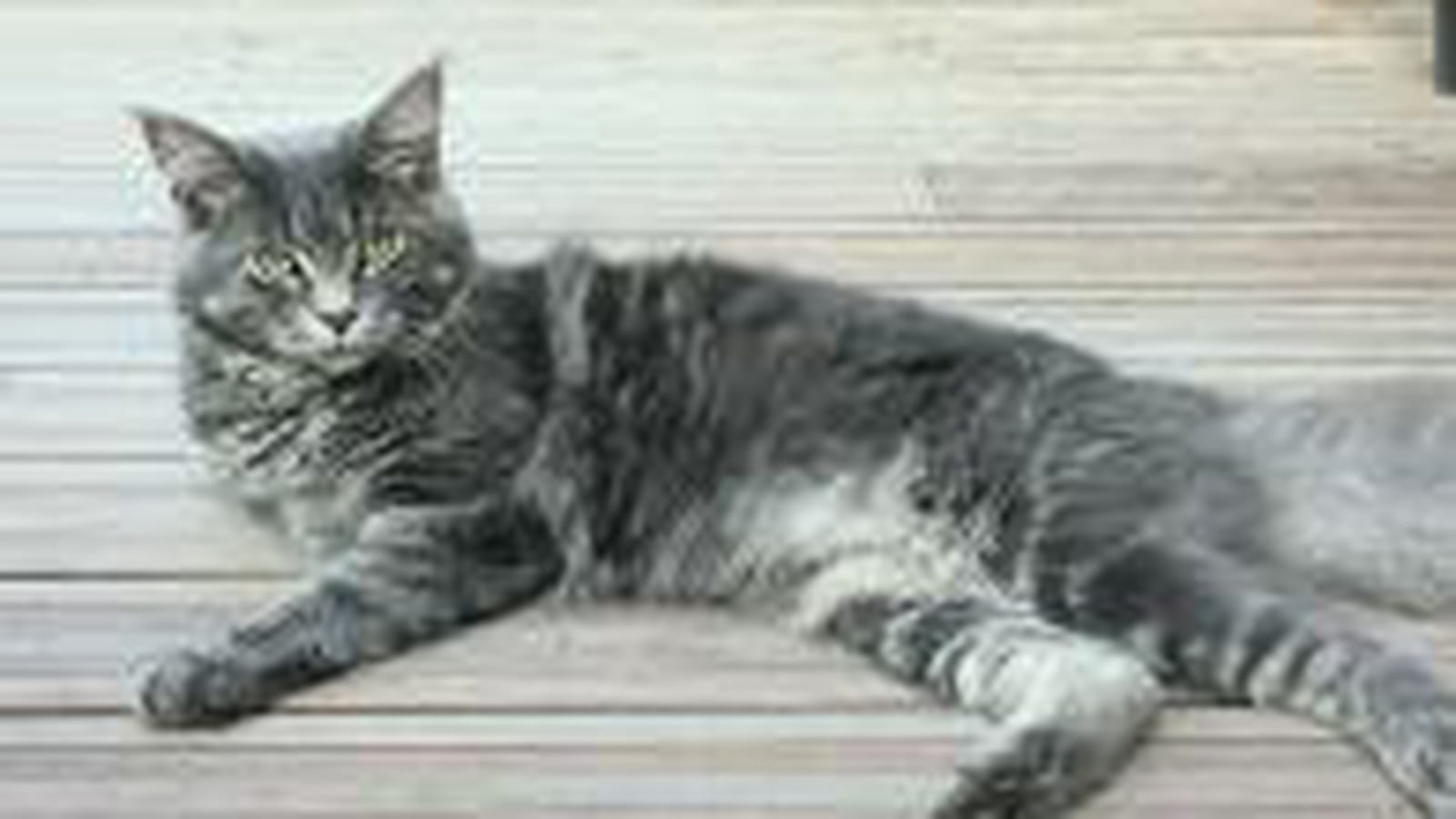 Chat Maine Coon