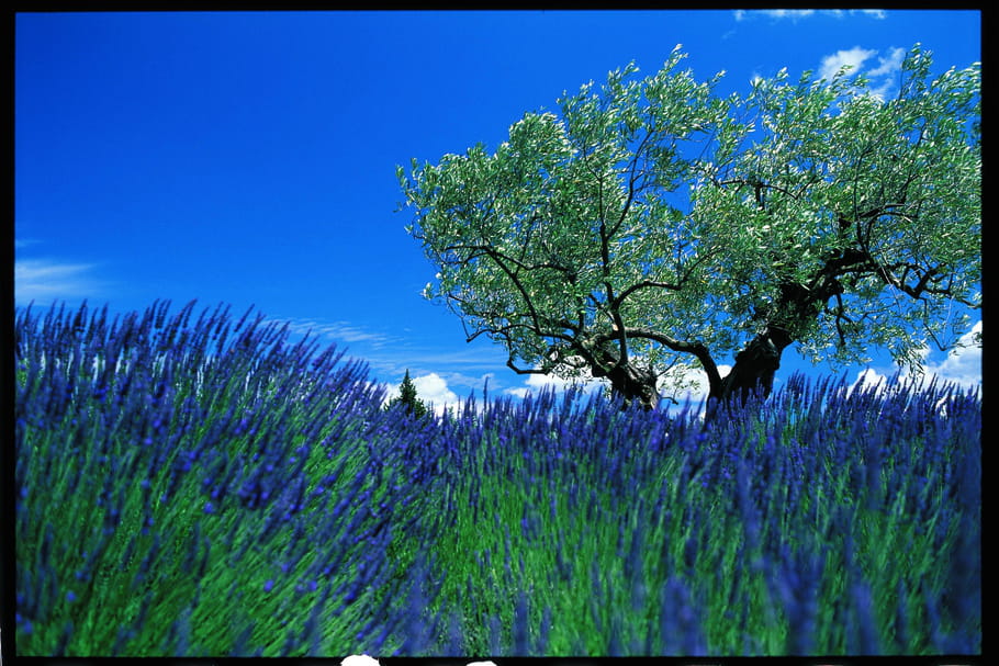 L'Occitane, voyage sensoriel au cœur de la Provence