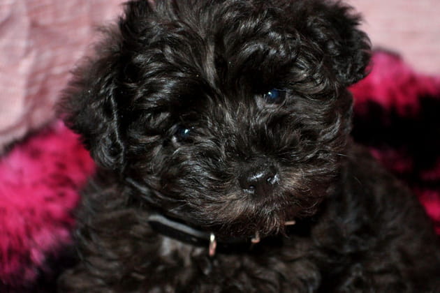 La tendresse personnifi&eacute;e