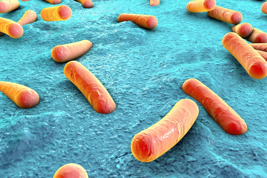 Klebsiella pneumoniae : symptômes, causes, transmission, traitement