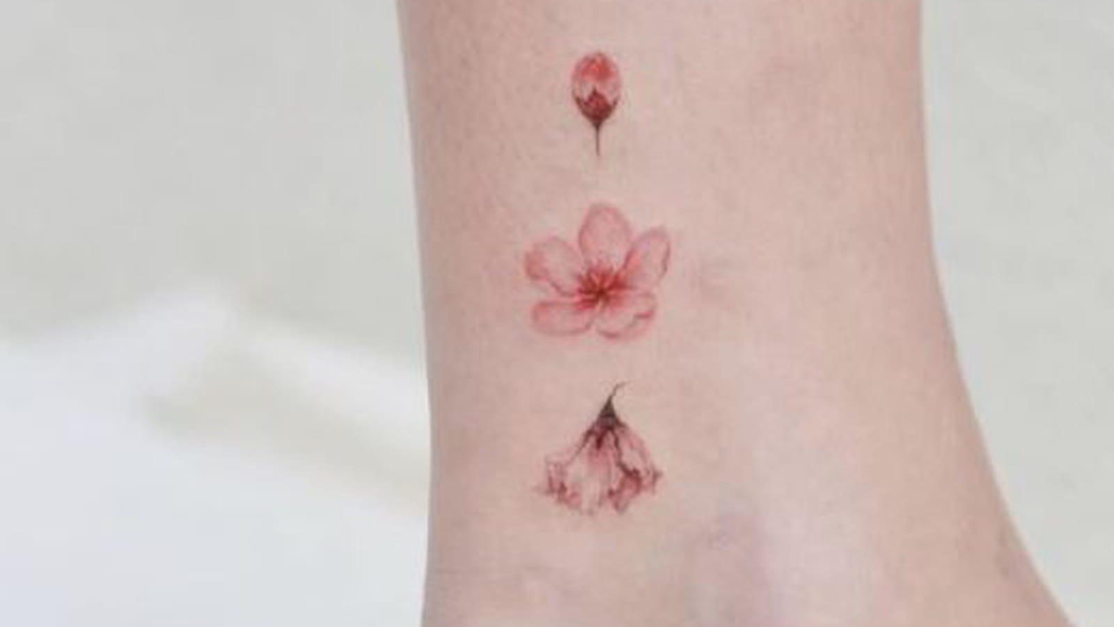 Phases de la fleur de cerisier sur la cheville