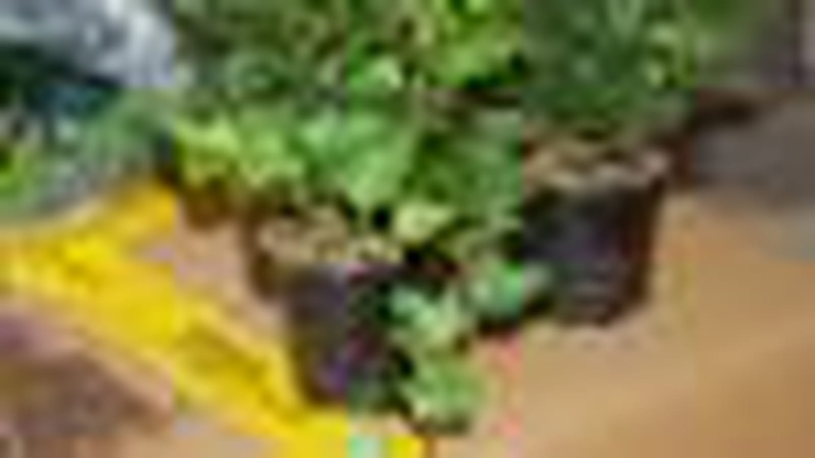 Quelles plantes ?