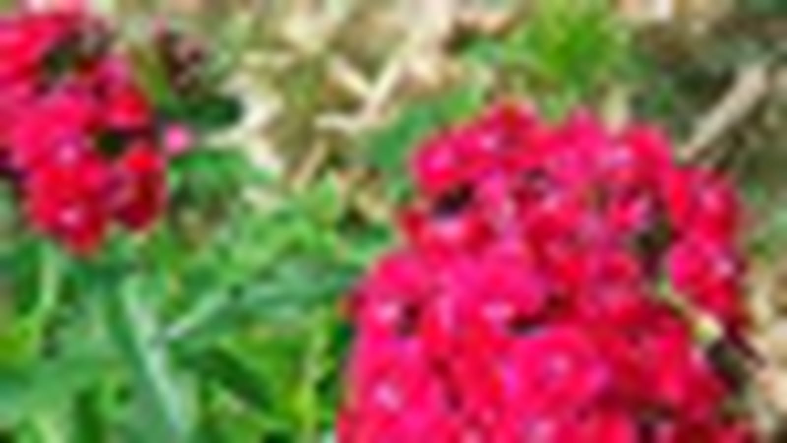 Oeillets rouges