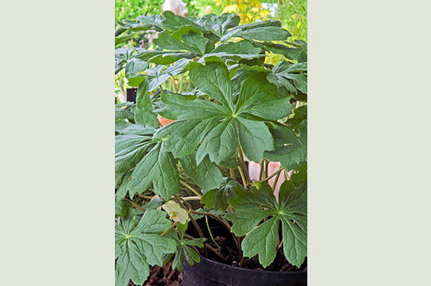 Podophyllum, facile &agrave; cultiver