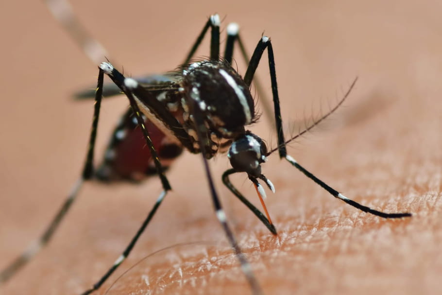 Zika et grossesse : des retards moteurs et cognitifs chez les bébés