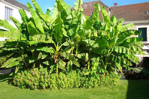 Une petite bananeraie