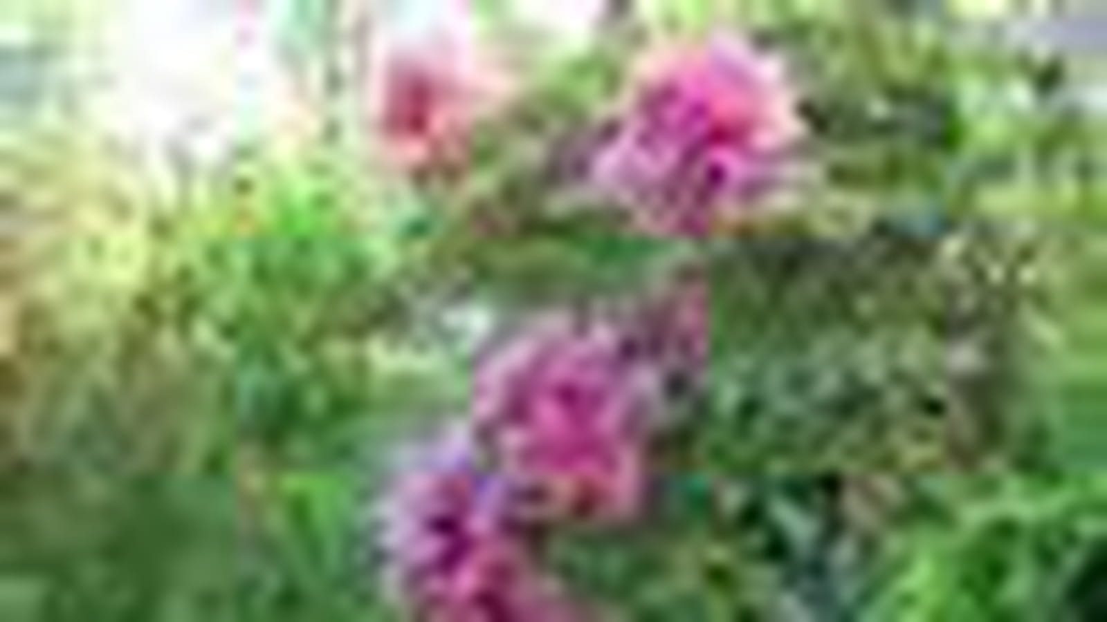 Paonia 'Kaow'