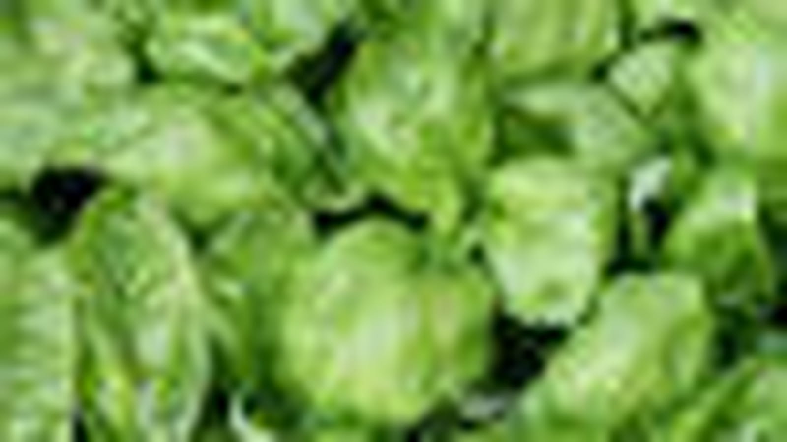 Basilic bio