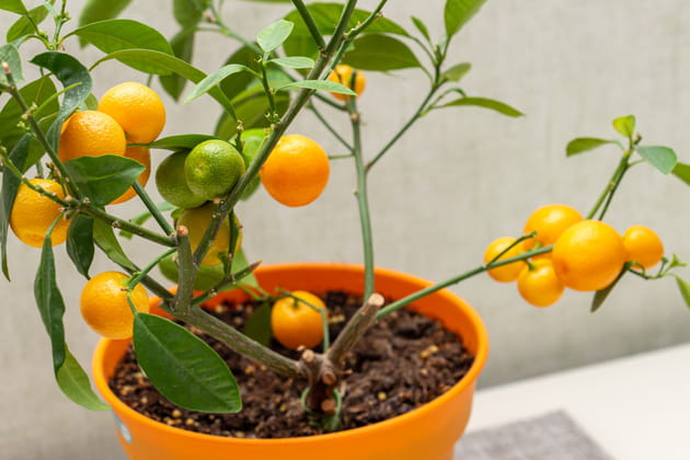 Le calamondin ou oranger d'int&eacute;rieur&nbsp;: la plante vitamin&eacute;e