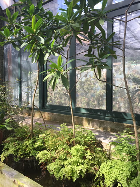 Des arbres tropicaux à l'allure de plantes