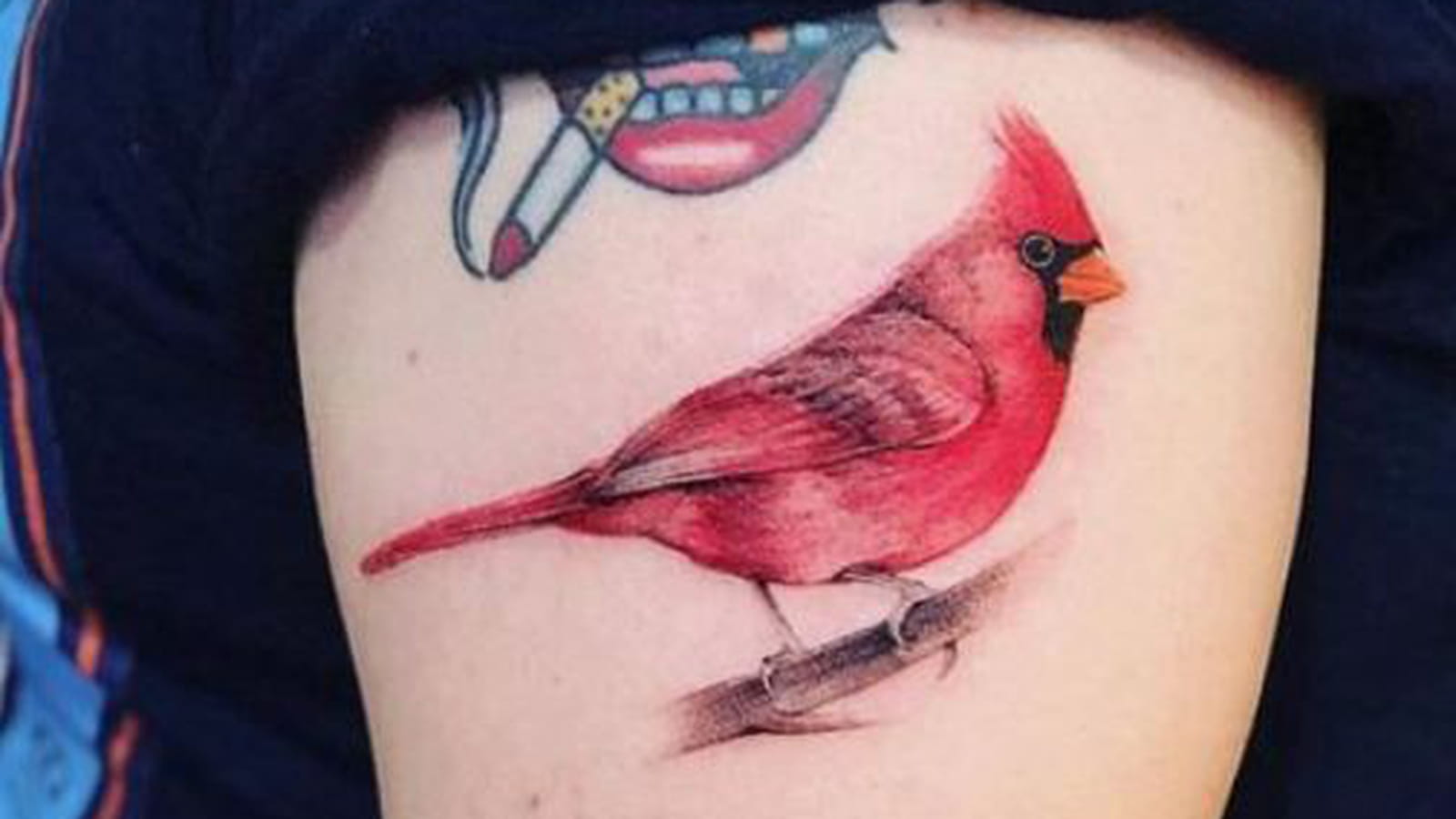Cardinal, oiseau rouge sur le bras
