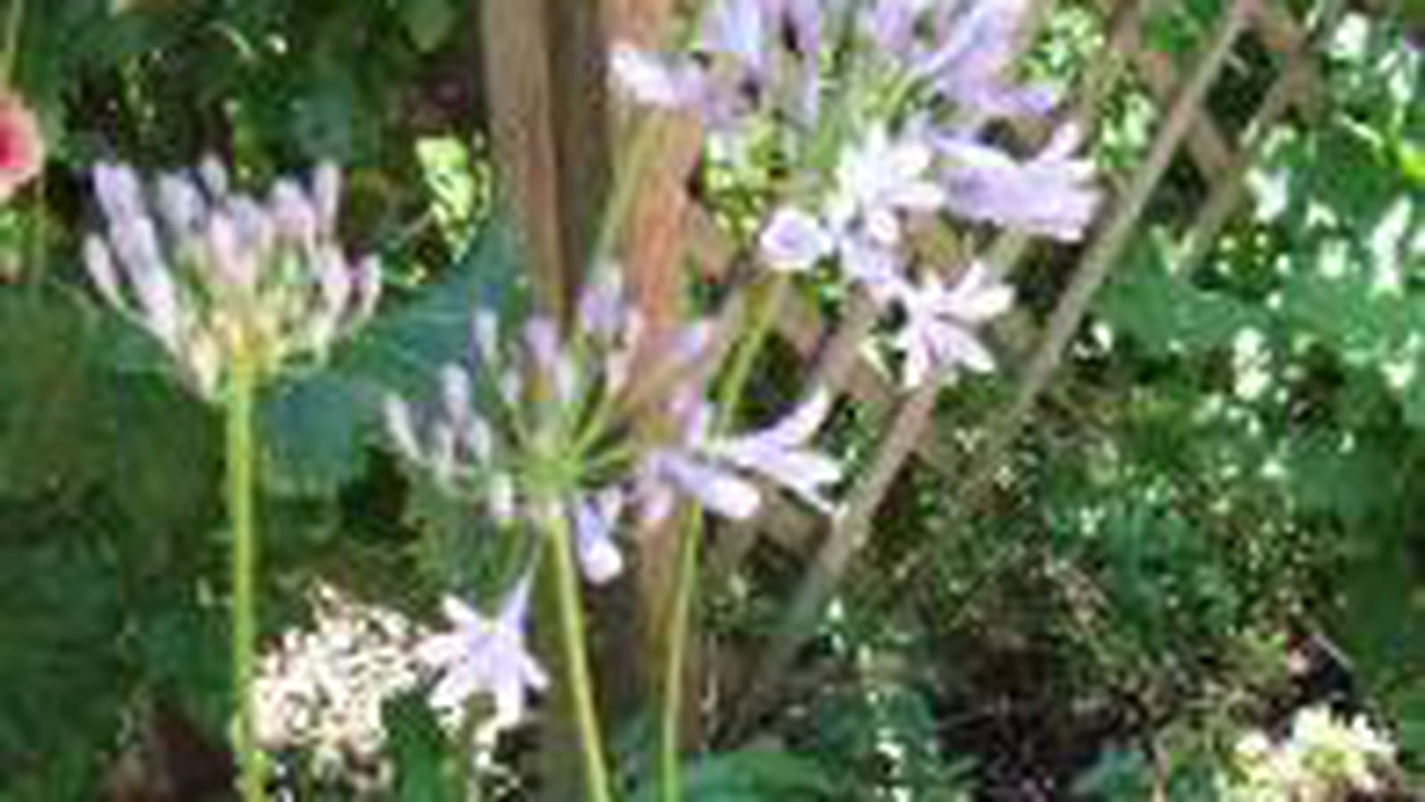Agapanthes en pot