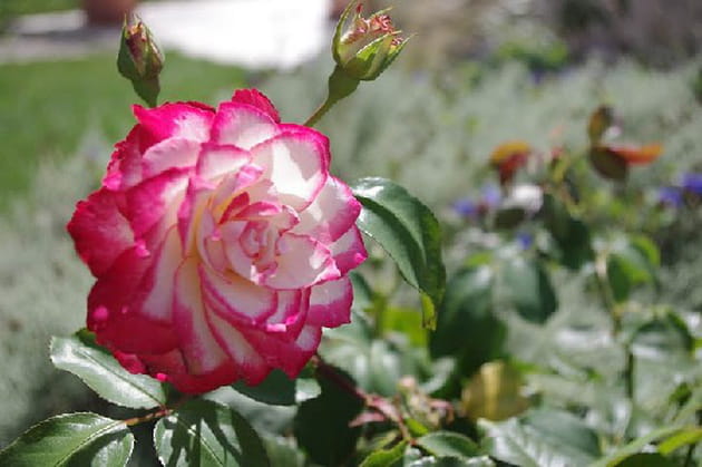 L'incroyable beauté de la rose Jubilé Prince de Monaco