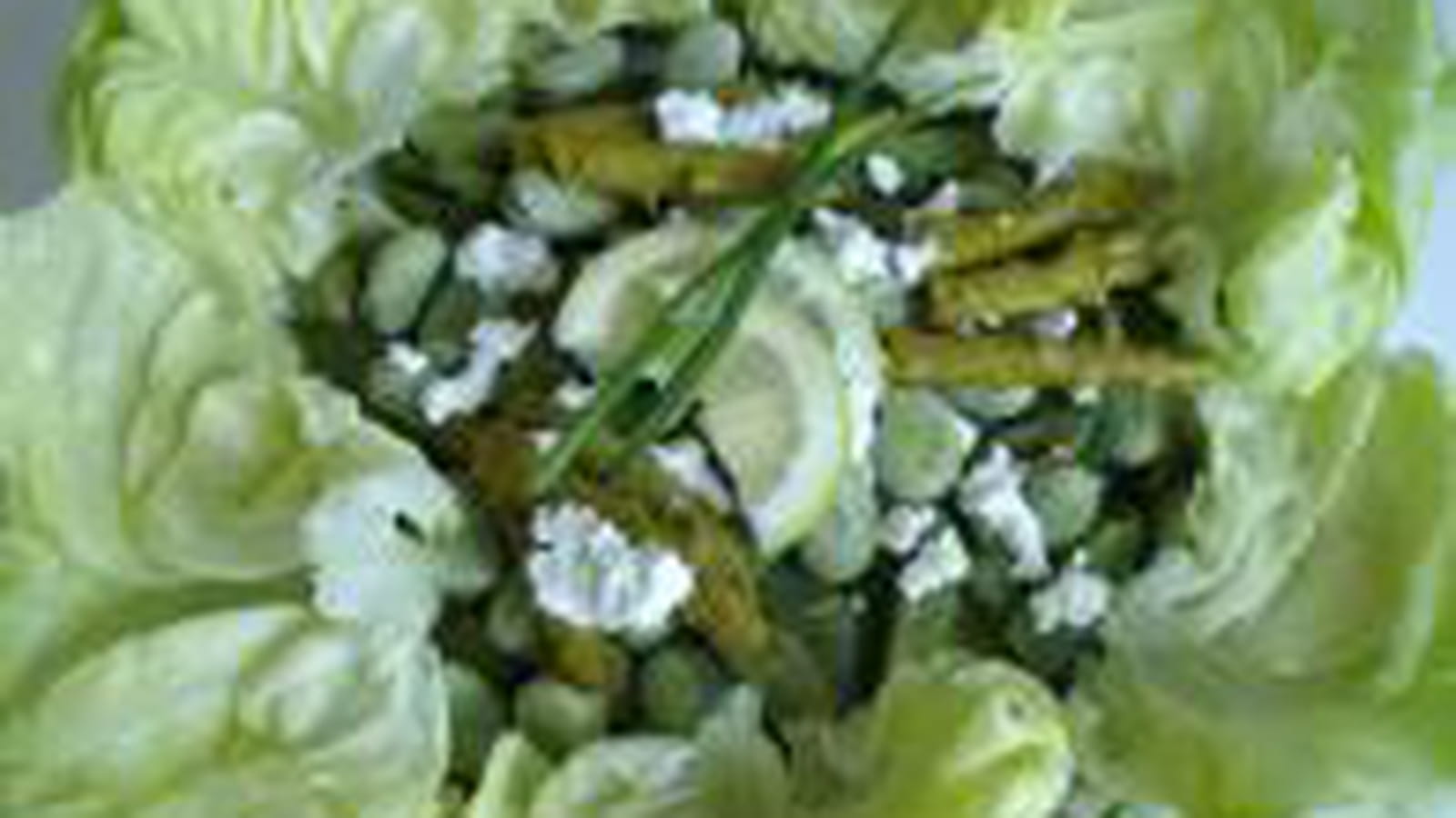 Salade toute verte