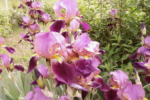 Des iris faciles à vivre
