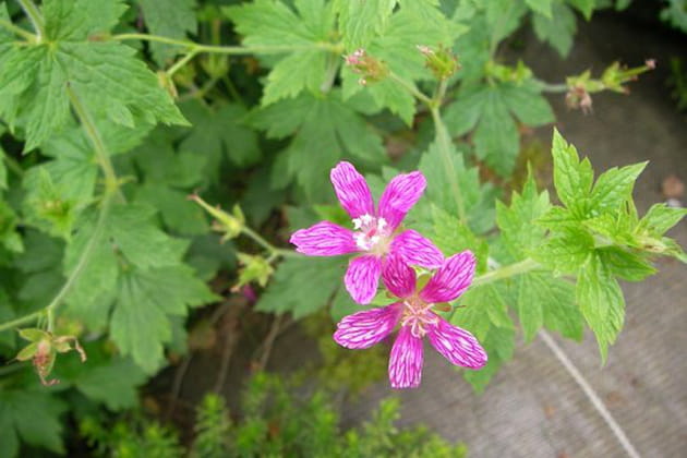 Le discret g&eacute;ranium vivace Thurstonianum