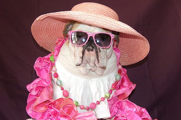 Le carnaval des animaux