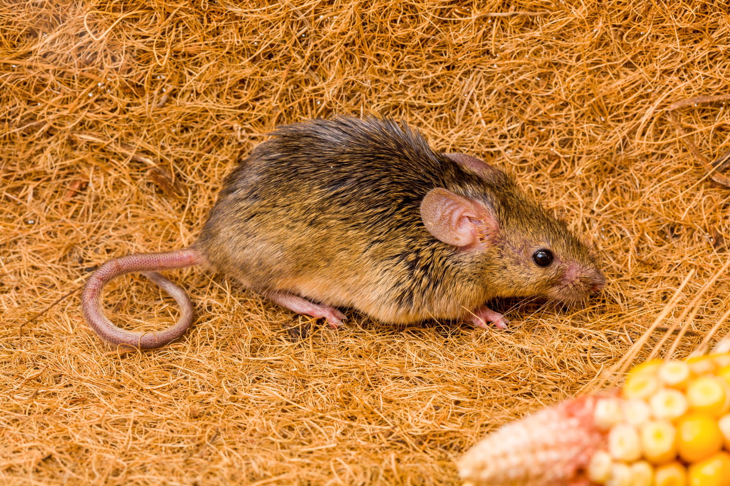 Souris Caract re Origine Sant Alimentation Et Reproduction Souris Caract re Origine Sant Alimentation Et Reproduction