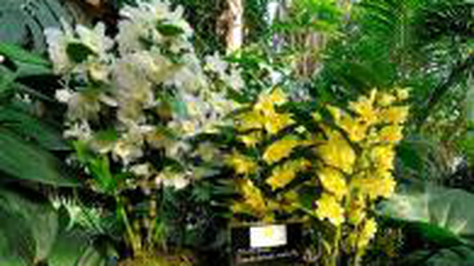 Dendrobium nobile