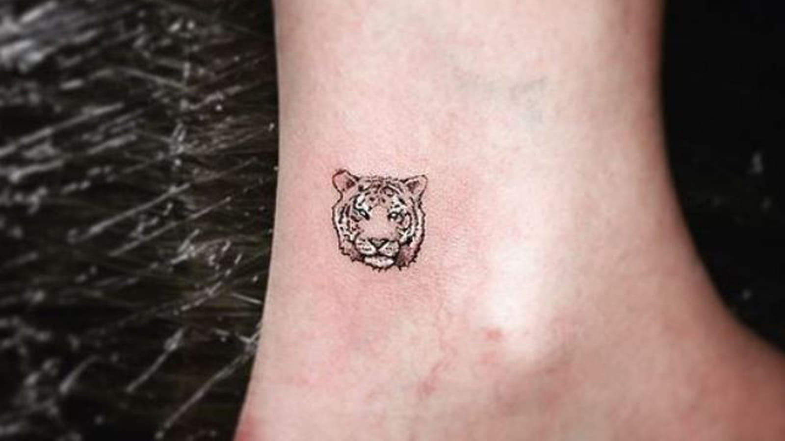 Petit tigre sur la cheville