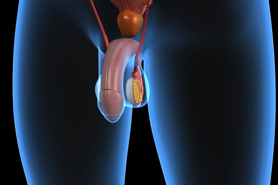 Gland : schéma, rôle chez l'homme et la femme