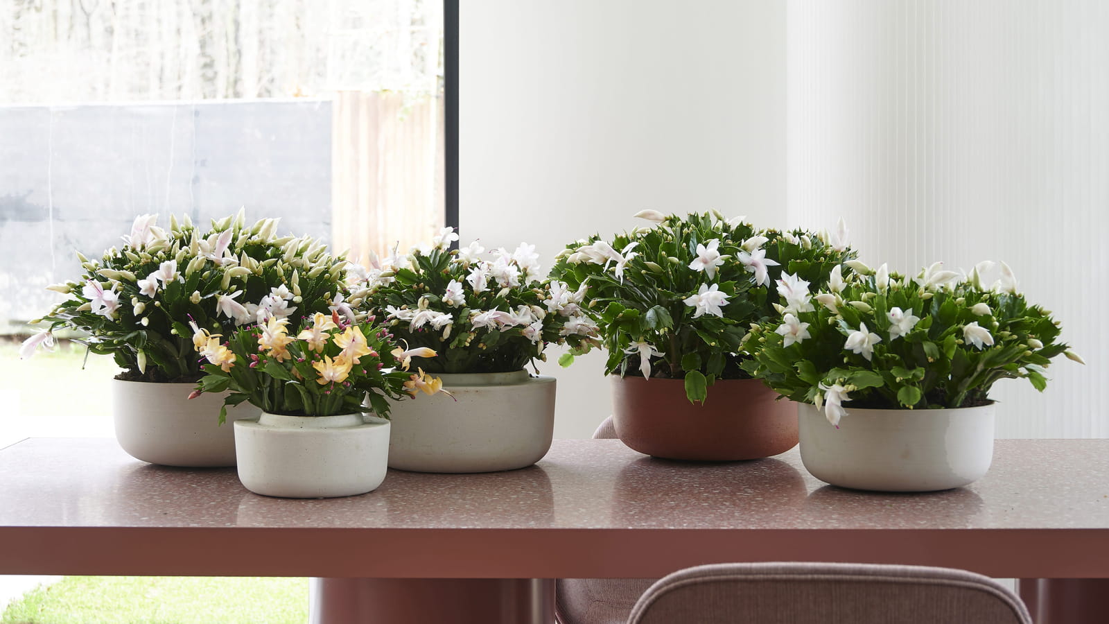 Plantes multipliées