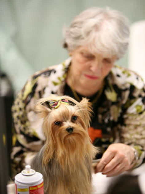 Défilé de mode canin