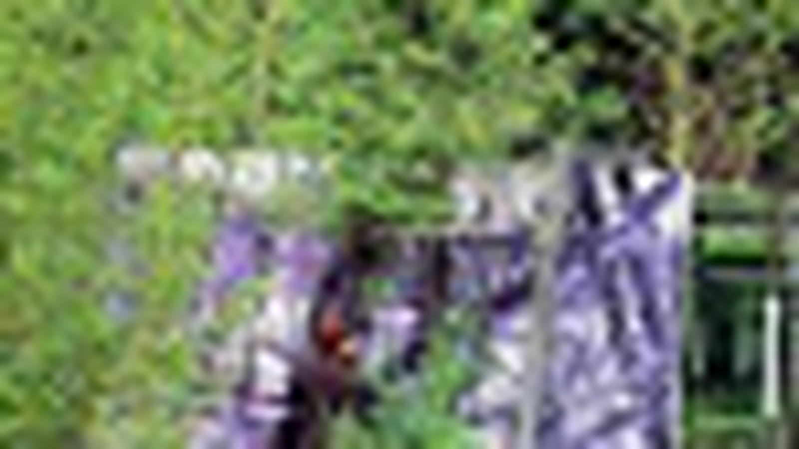 Etant donné... un jardin