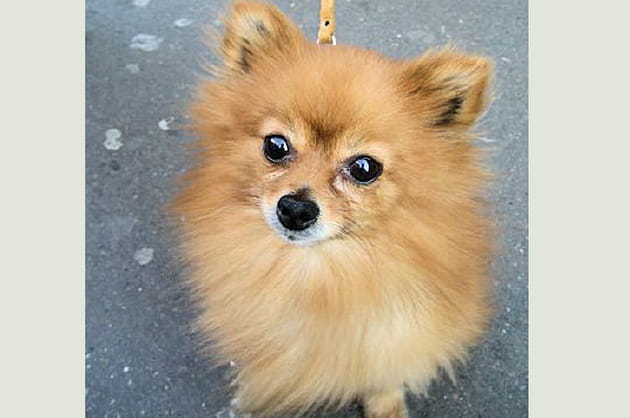 La robe dorée du spitz nain