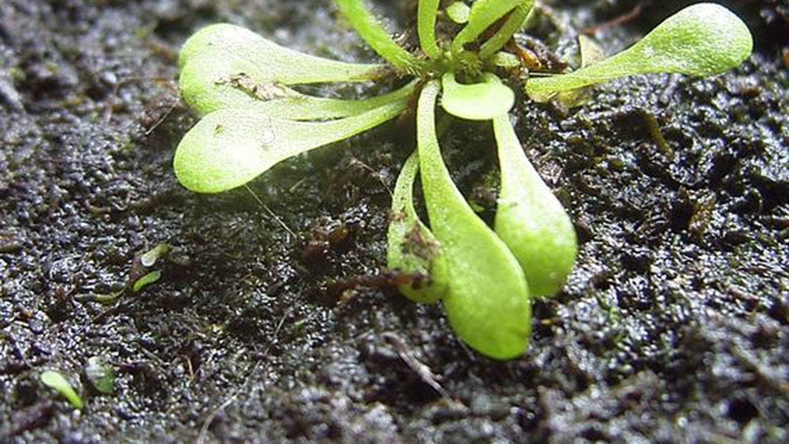 Genlisea hispidula