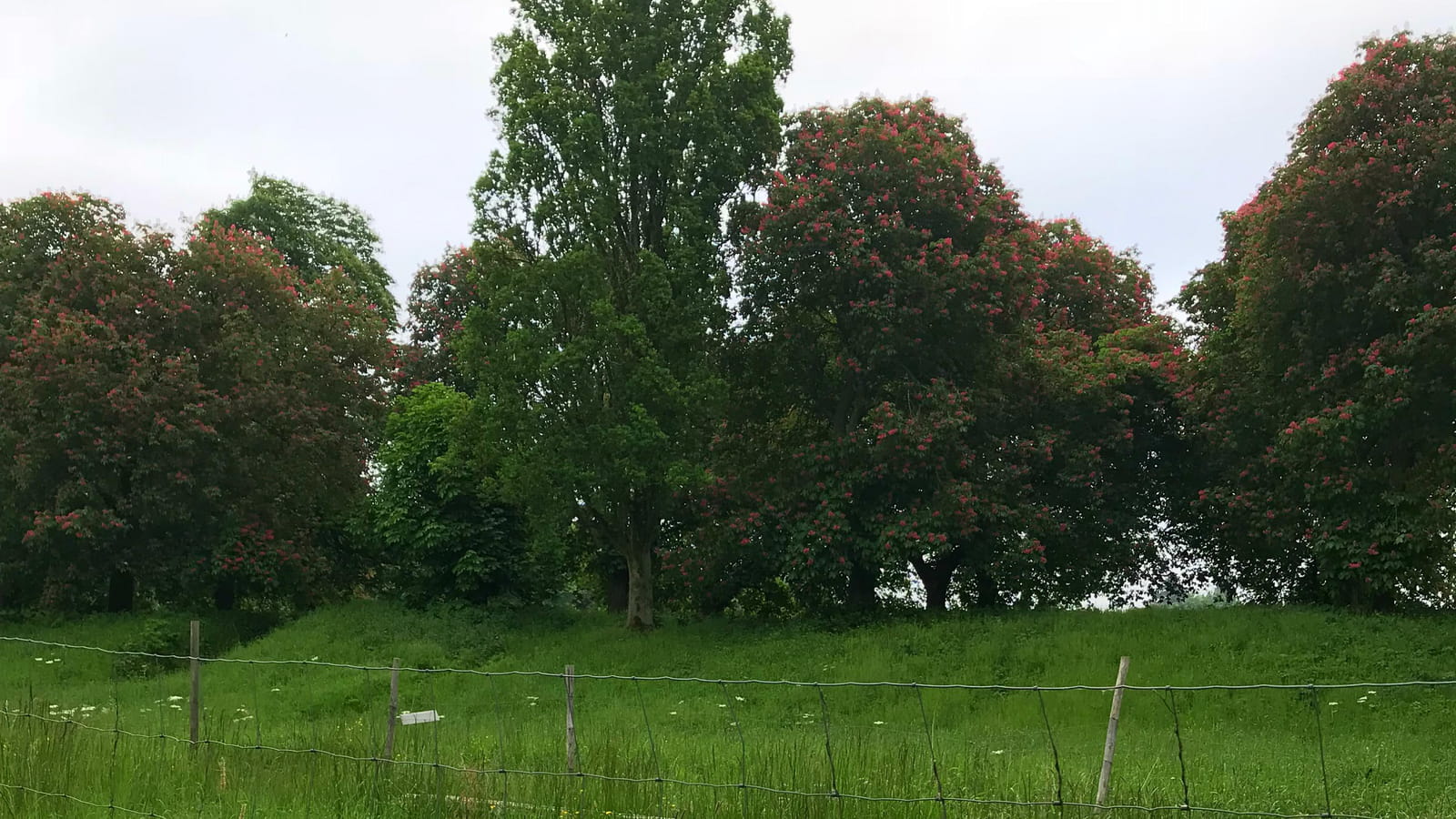Ruches