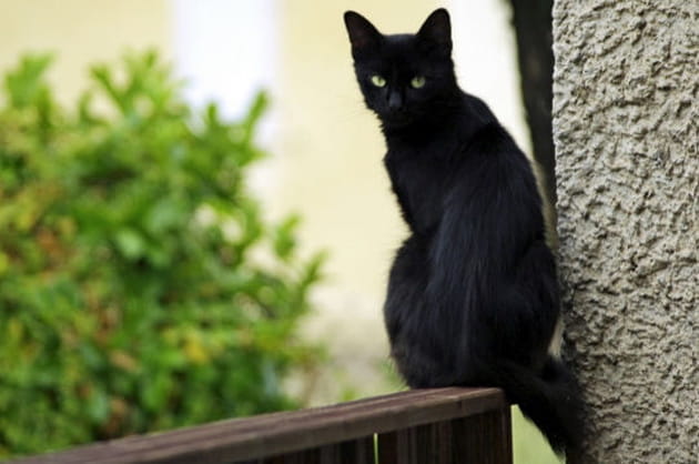 Shaoline s'interroge