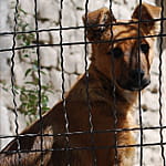 chien genevieve lapoux