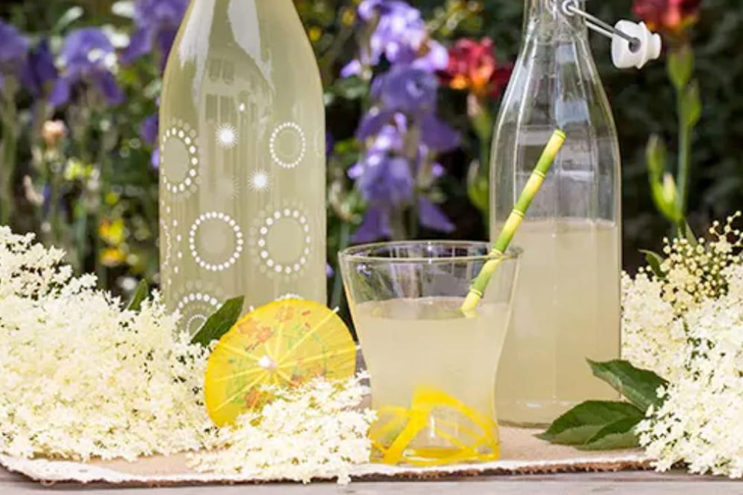 Limonade aux fleurs de sureau : la recette traditionnelle
