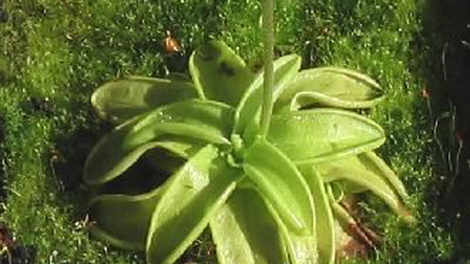 Pinguicula