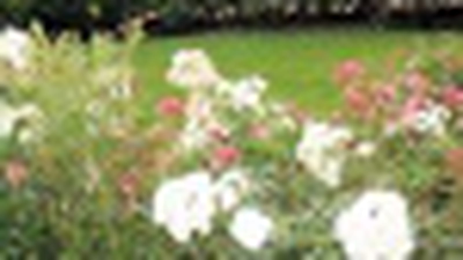 Jardin de roses