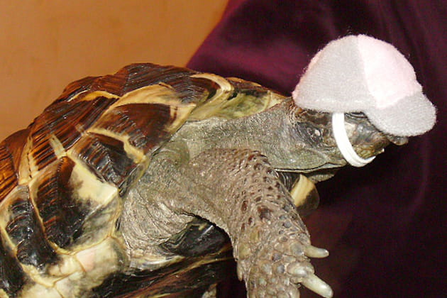 La casquette de Pénélope