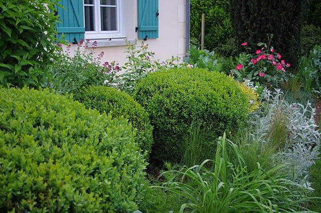 Le buis, la note chic du jardin