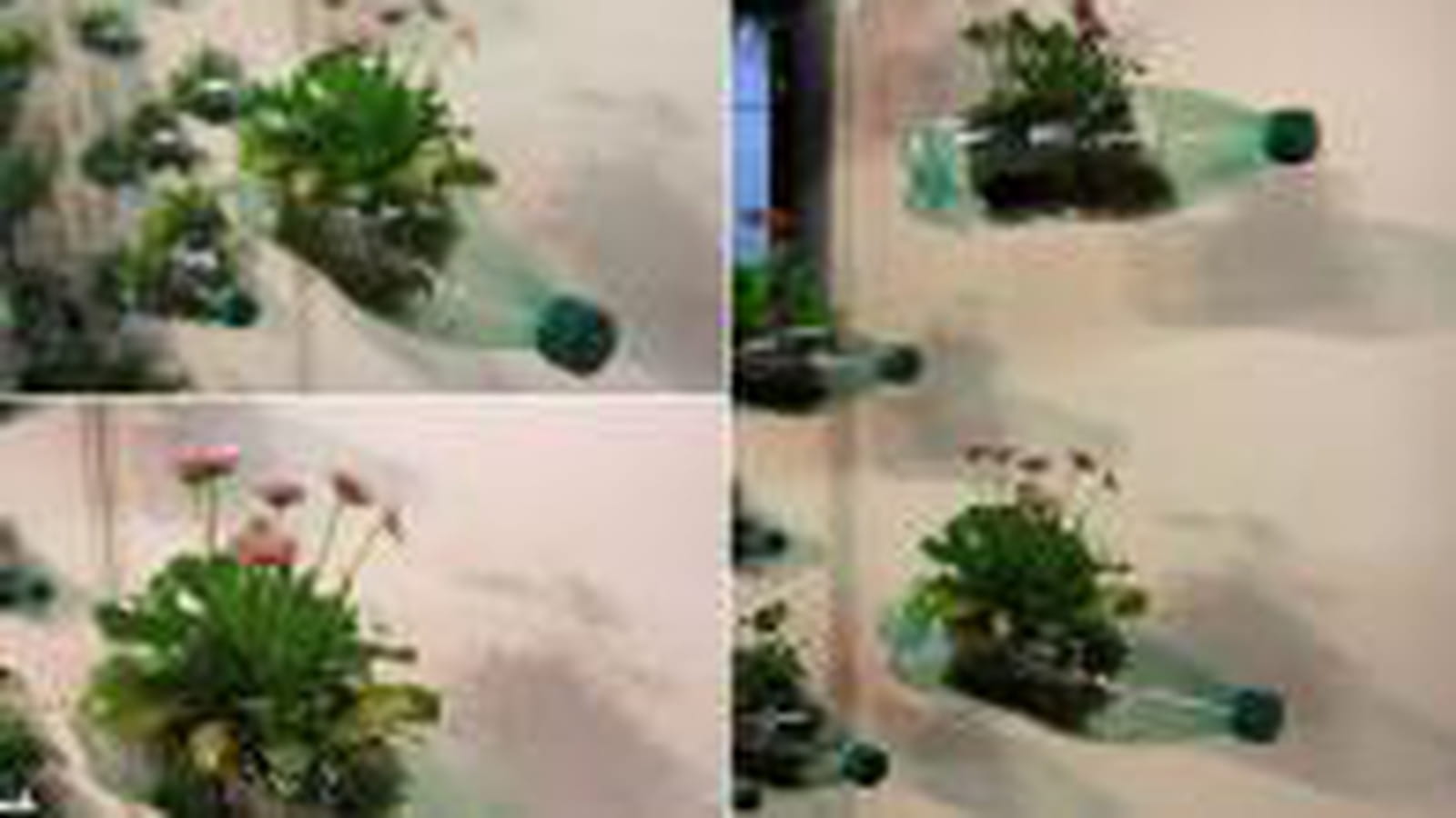 Bouteilles en fleurs