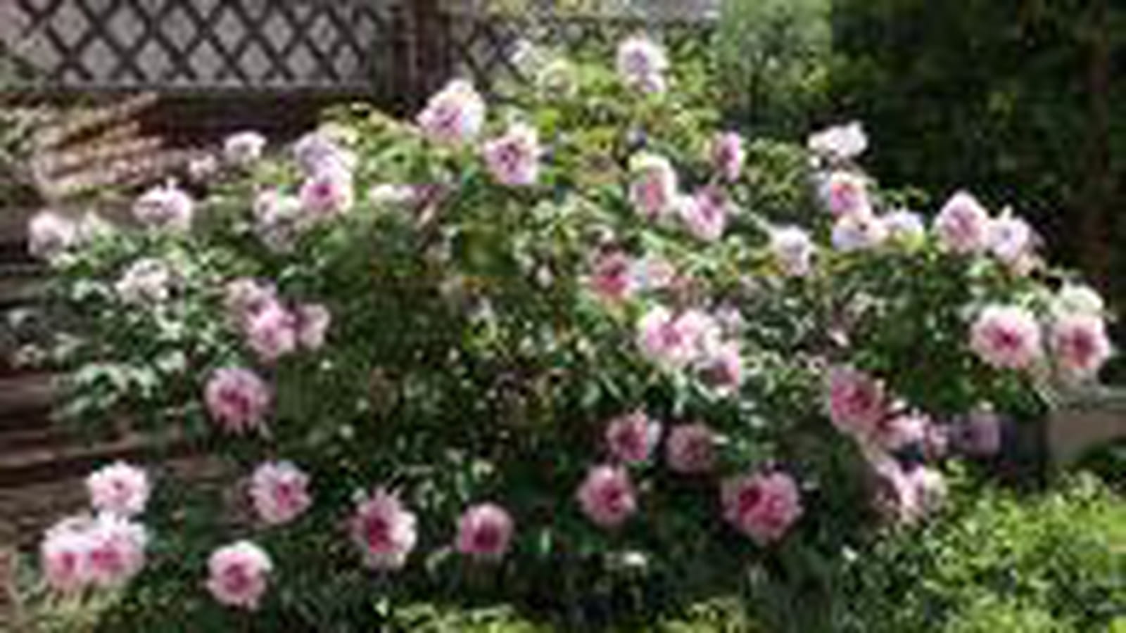 Pivoine arbustive