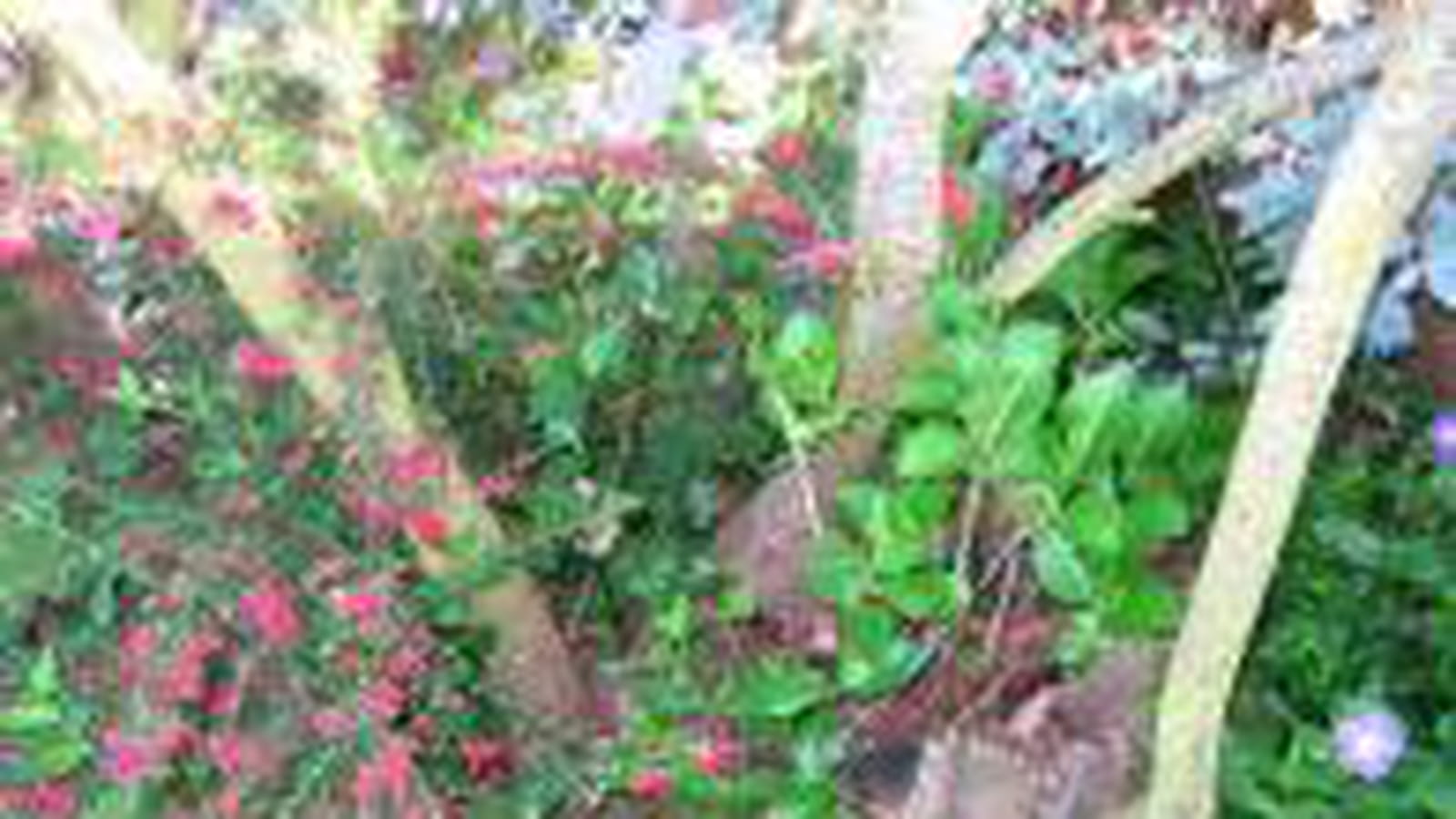 Hortensia