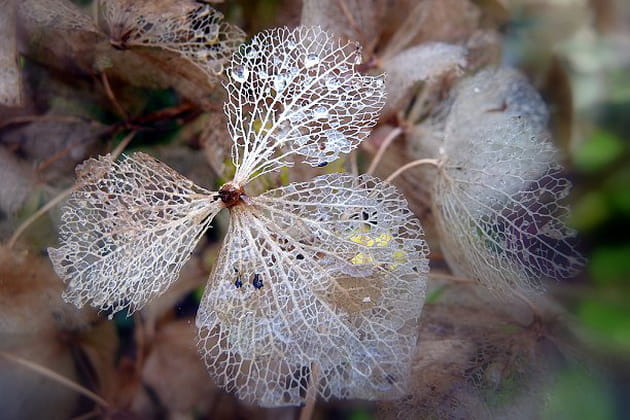 Dentelle d'hortensia