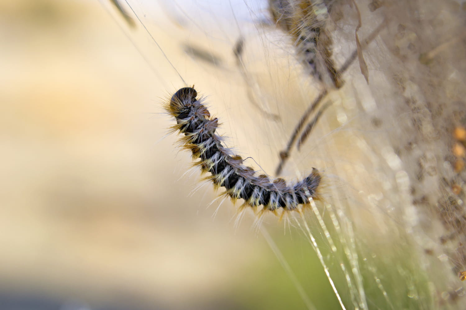 Chenille processionnaire : invasion à Nancy, bouton, traitement