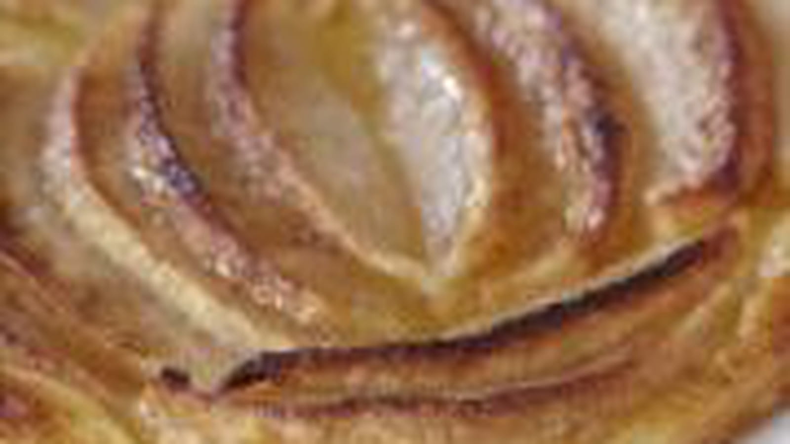 Tartelette aux pommes