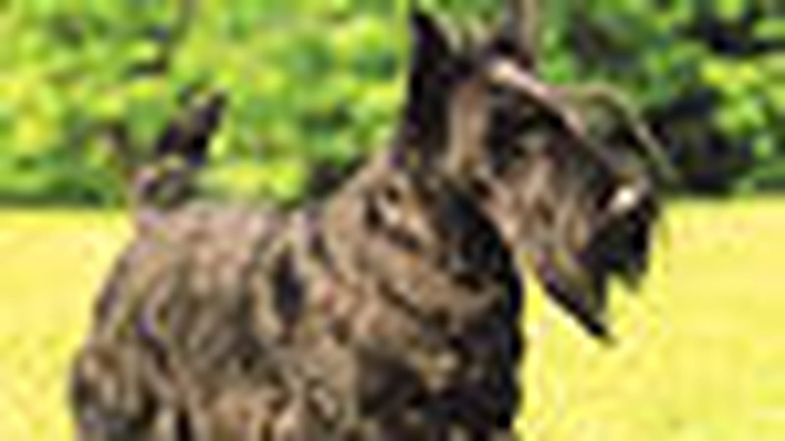 Scottish terrier