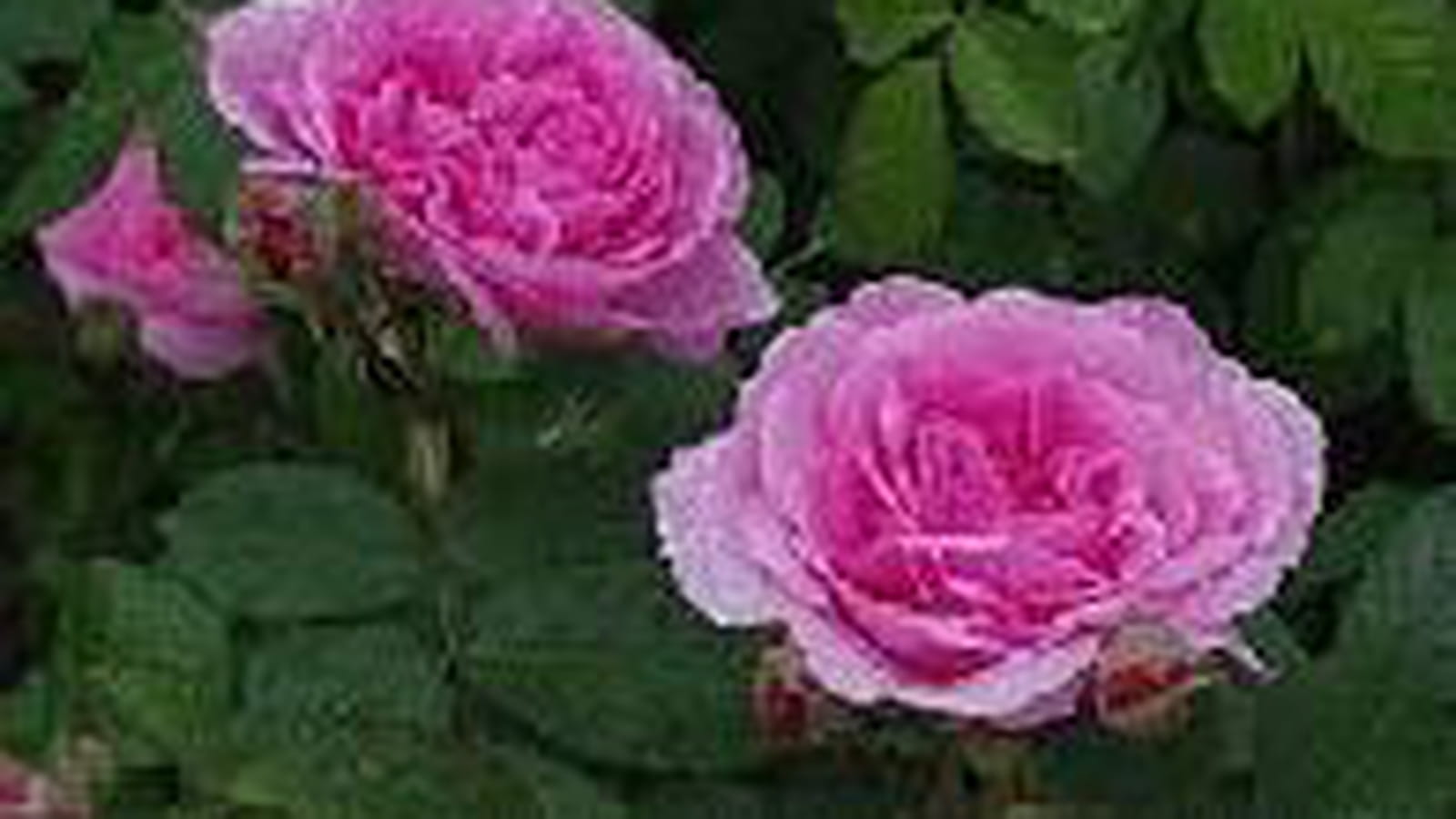 Rosier Jertrude Jekyll
