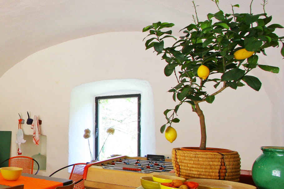 Rempoter un citronnier