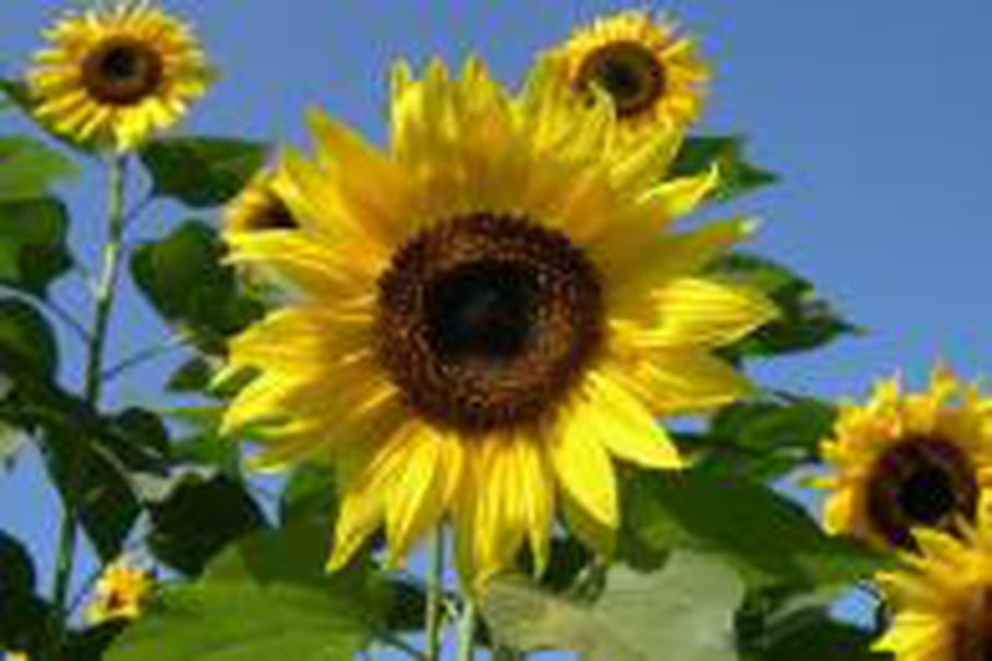 Les tournesols, symbole de la renaissance de Fukushima