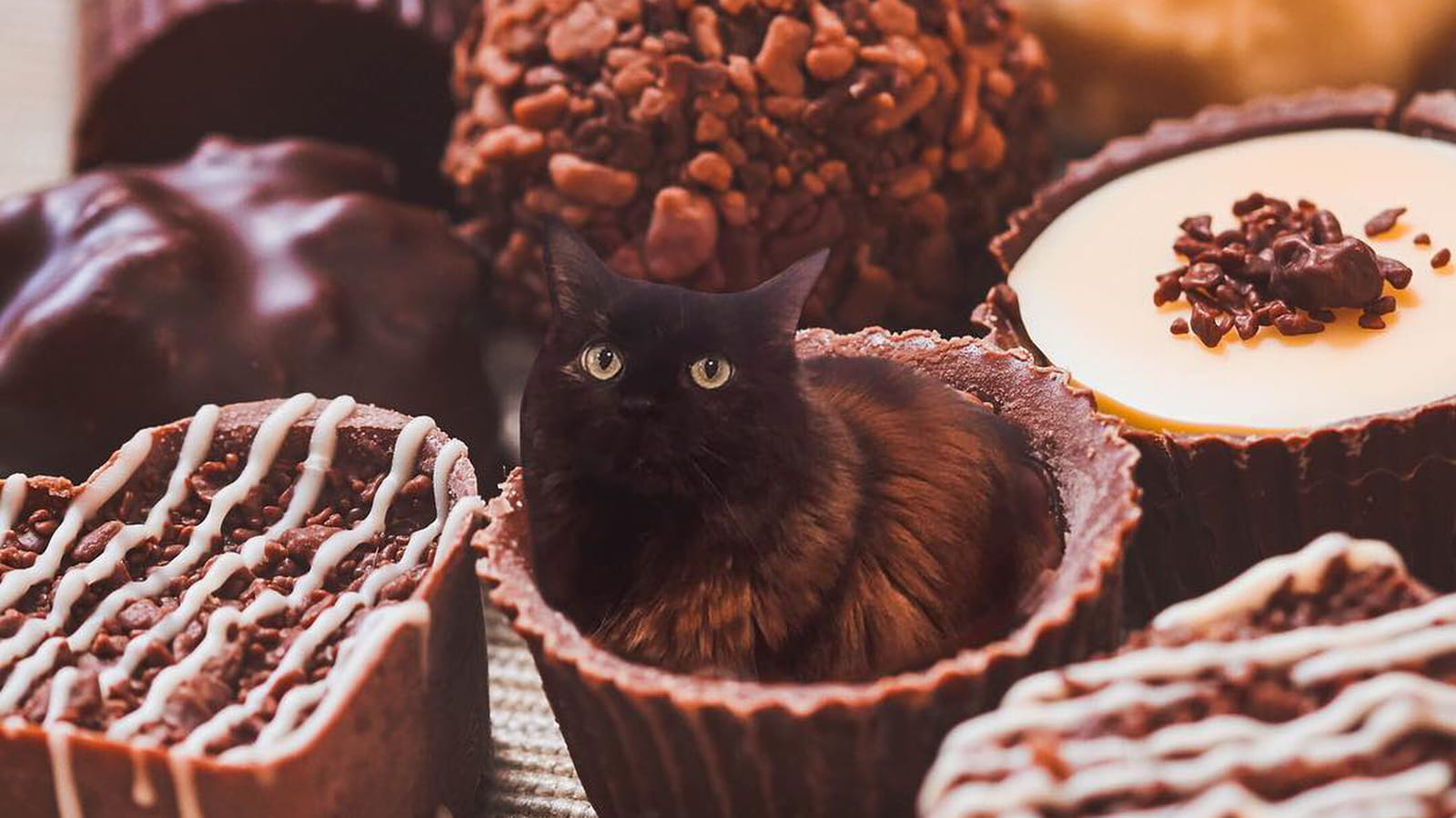 Chaud, cacao !