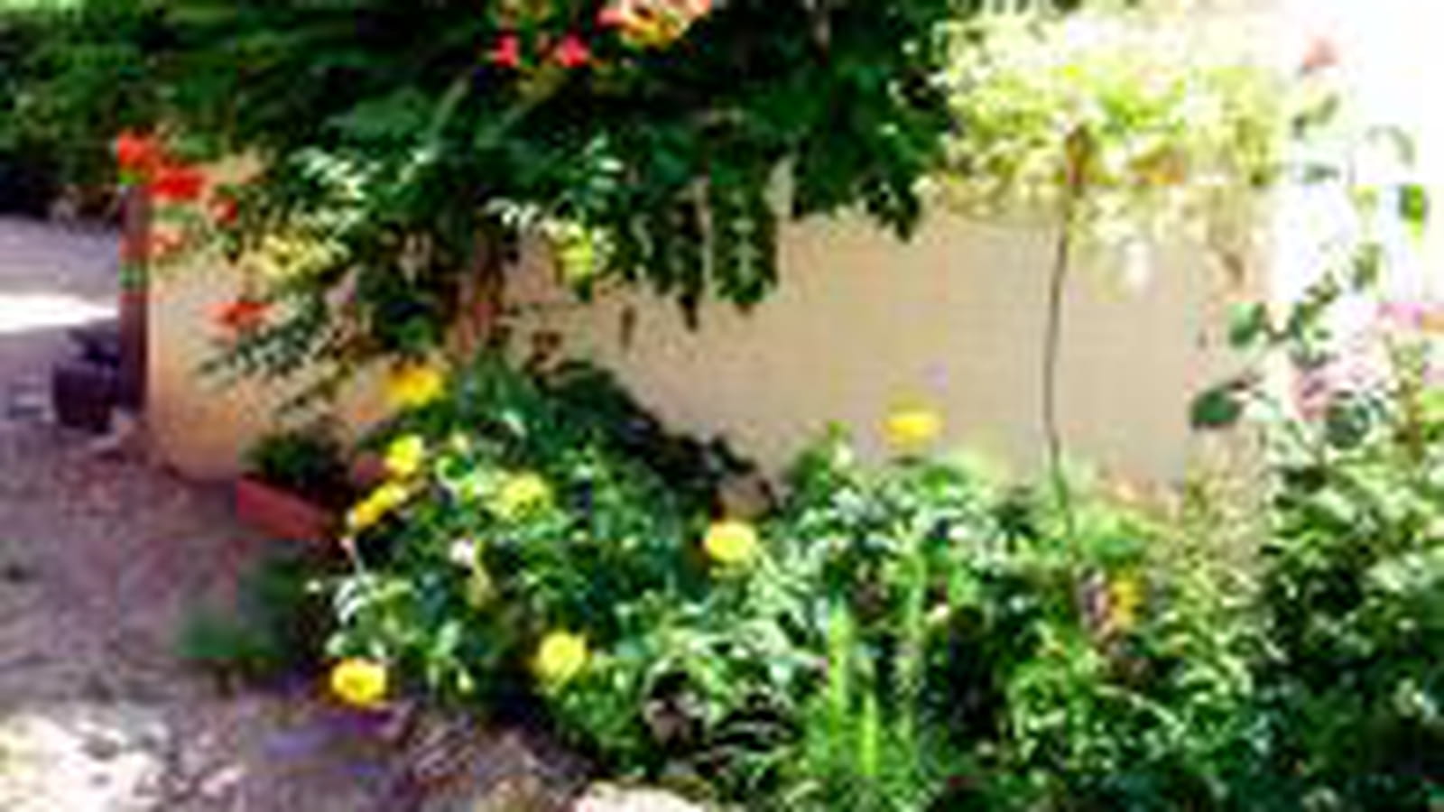 Bignones et phlox
